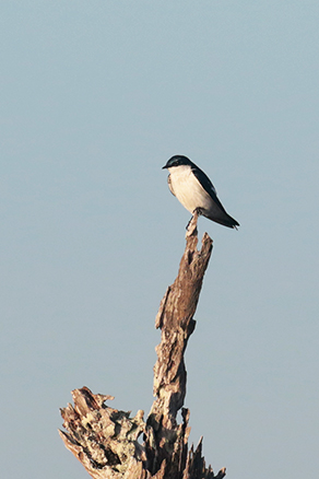 White-winged Swallow